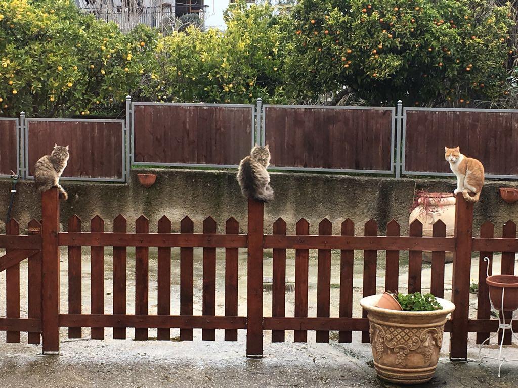 Le Gatte Acomodação com café da manhã Eboli Exterior foto